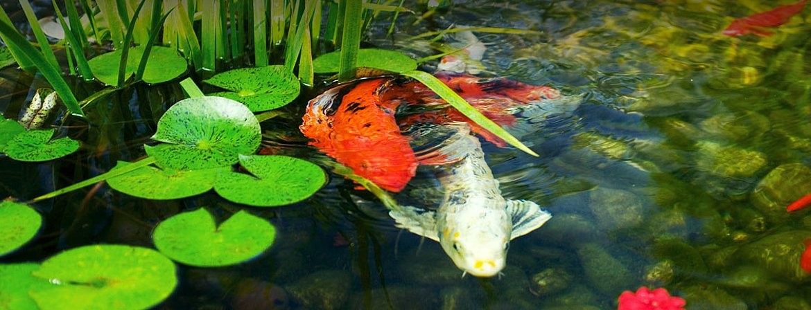 Gartenteich